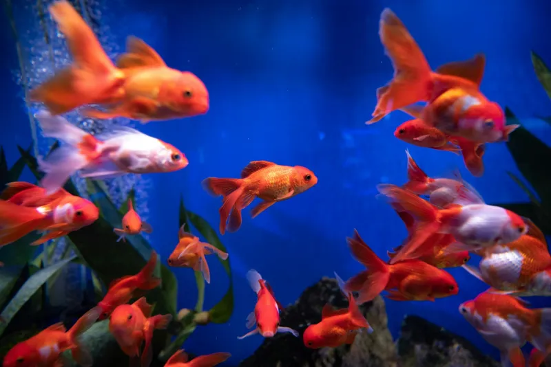 Scientists Keep Proving Goldfish Have Excellent Memories — So Why Does Everyone Still Call Them Forgetful?